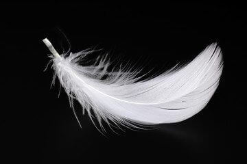 Eine einzelne weiße Feder, die an ein luxuriöses Daunenduvet erinnert, liegt vor einem glatten, schwarzen Hintergrund, der ihre zarten Widerhaken und ihre weiche, luftige Textur hervorhebt.